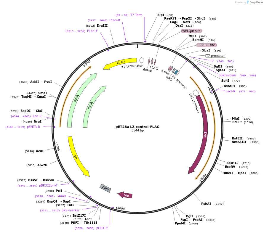 199678-plasmid-map-sequence-id-393288
