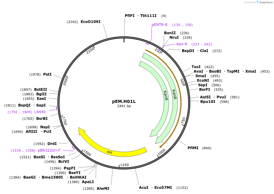 198665-plasmid-map-sequence-id-393292