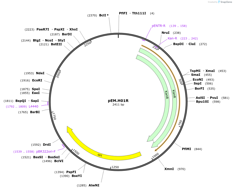 198666-plasmid-map-sequence-id-393293