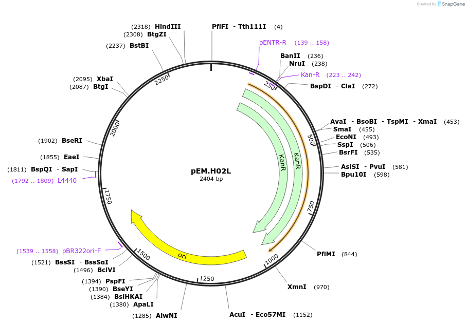 198667-plasmid-map-sequence-id-393294