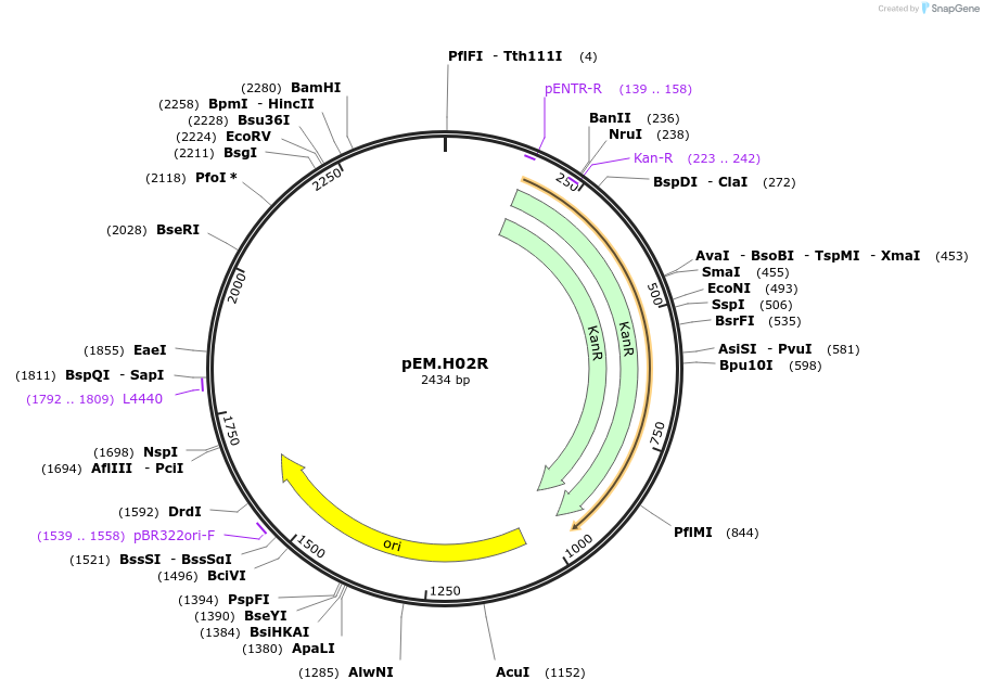 198668-plasmid-map-sequence-id-393295