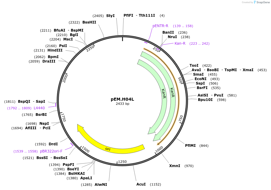 198671-plasmid-map-sequence-id-393299