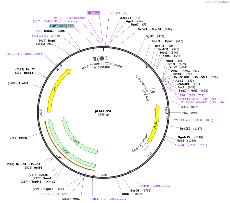 198673-plasmid-map-sequence-id-393303
