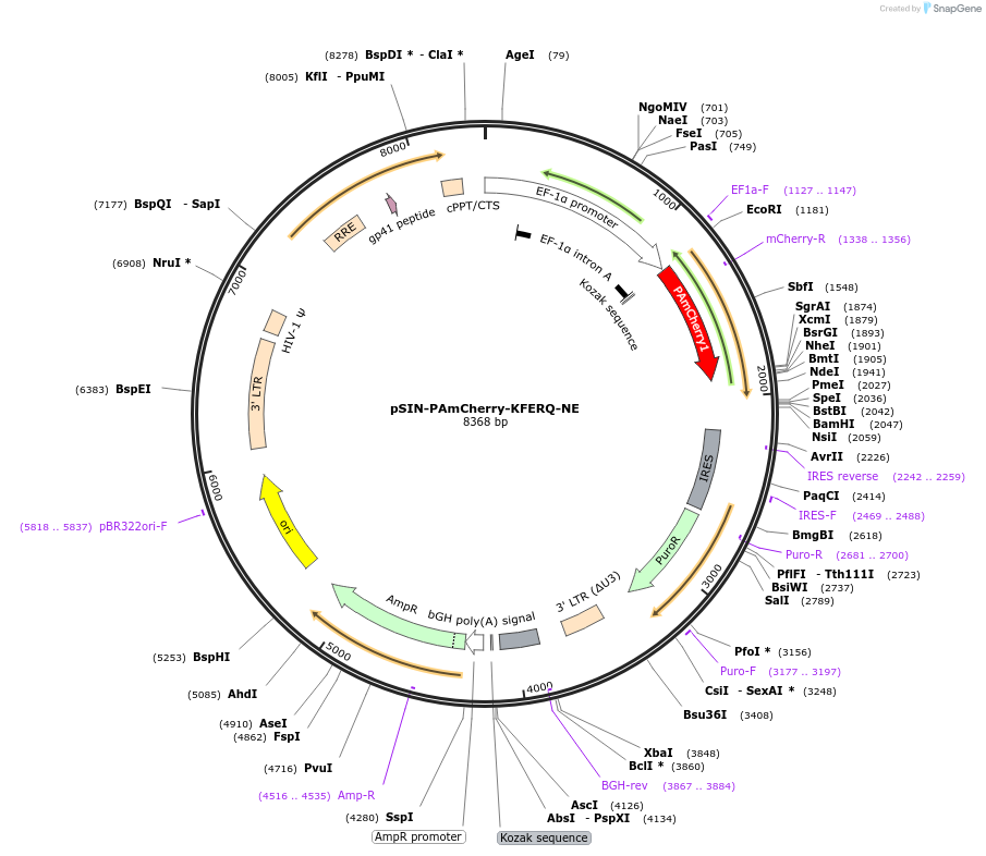 102365-plasmid-map-sequence-id-393304