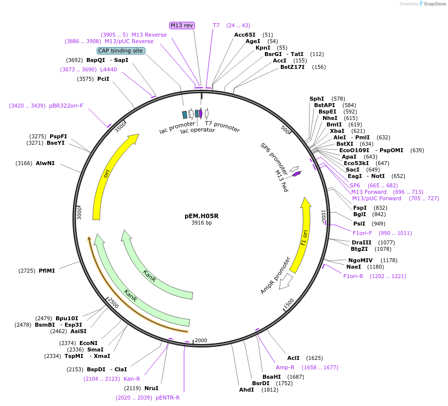 198674-plasmid-map-sequence-id-393305