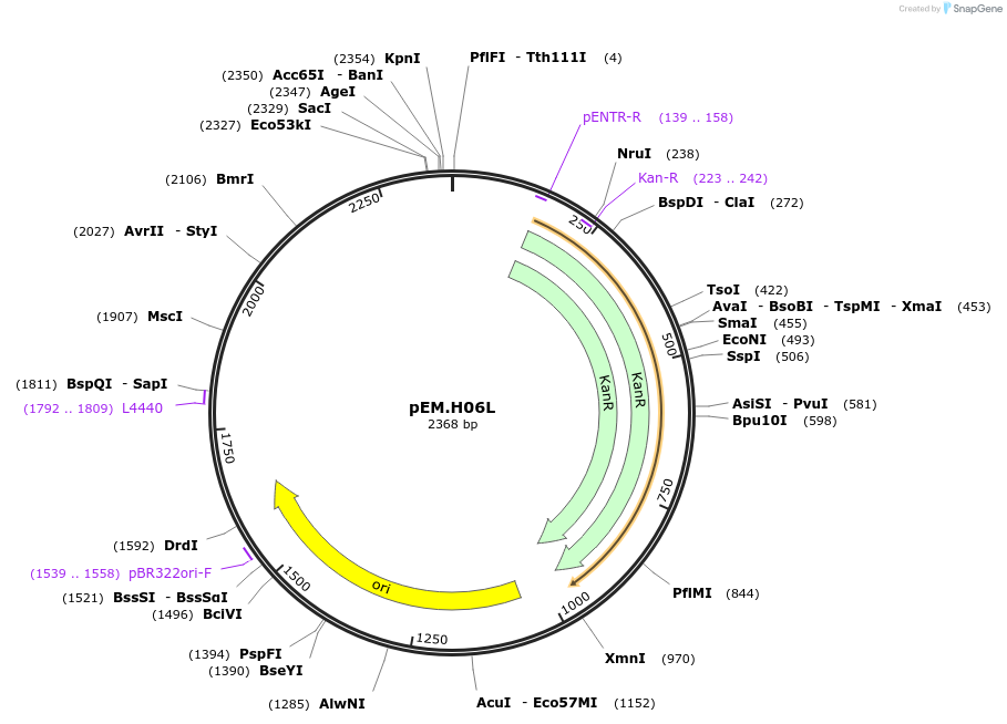198675-plasmid-map-sequence-id-393307