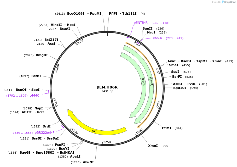 198676-plasmid-map-sequence-id-393308