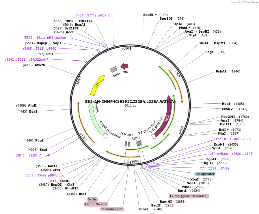 199242-plasmid-map-sequence-id-393310