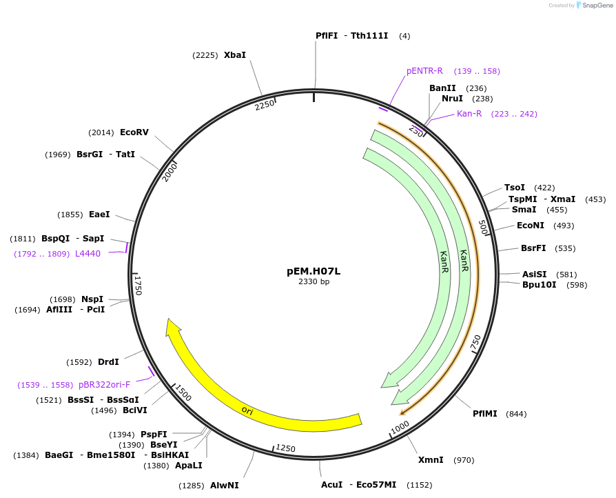 198677-plasmid-map-sequence-id-393311