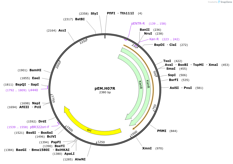 198678-plasmid-map-sequence-id-393312