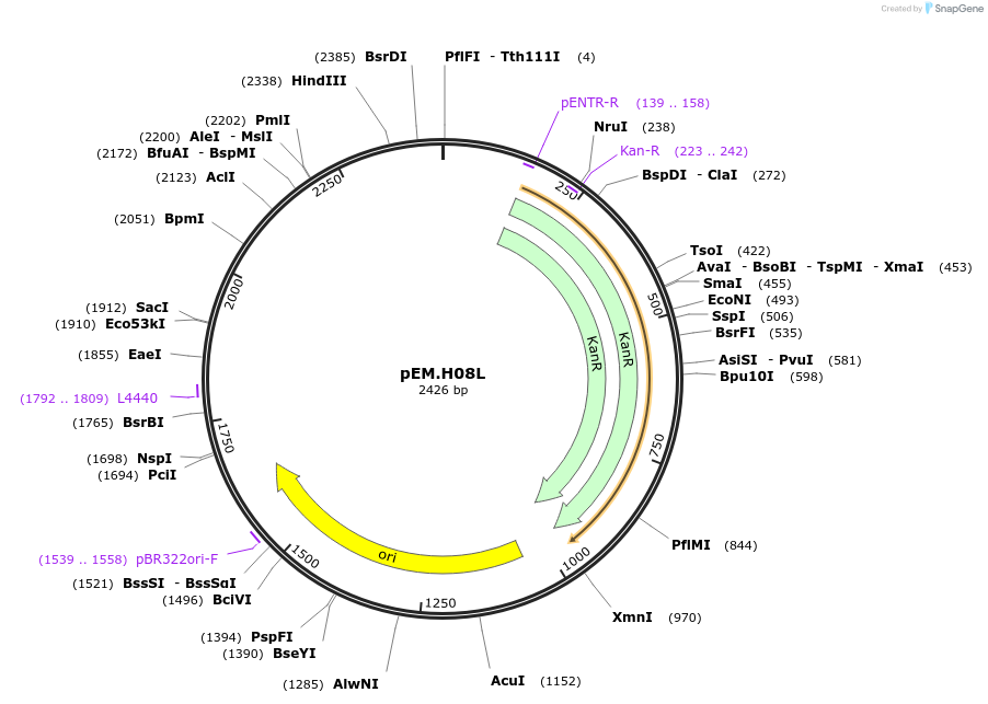 198679-plasmid-map-sequence-id-393313