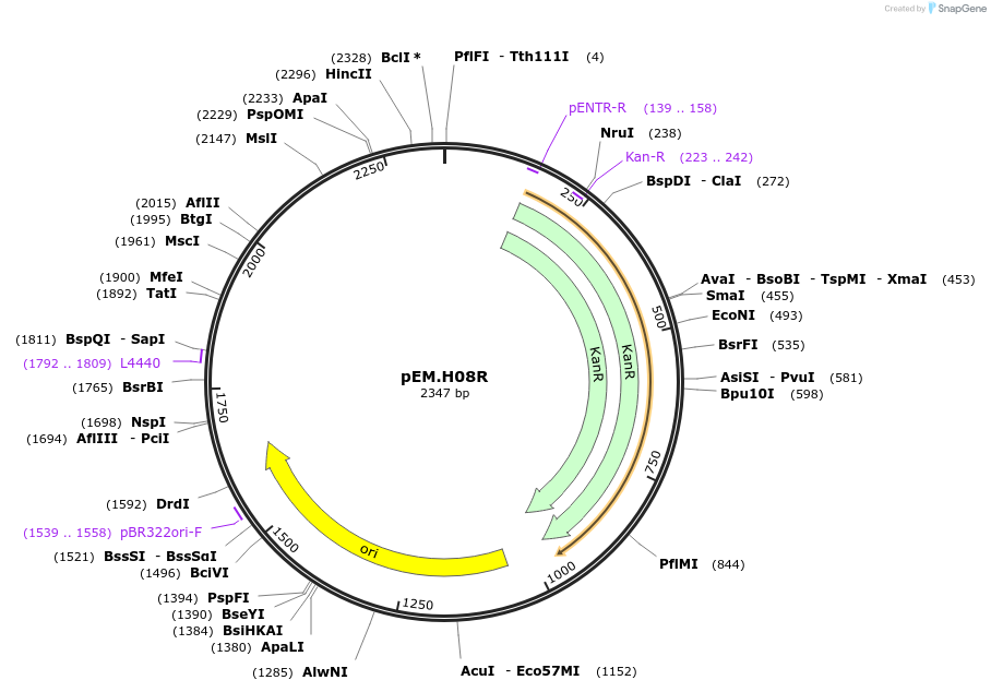 198680-plasmid-map-sequence-id-393314