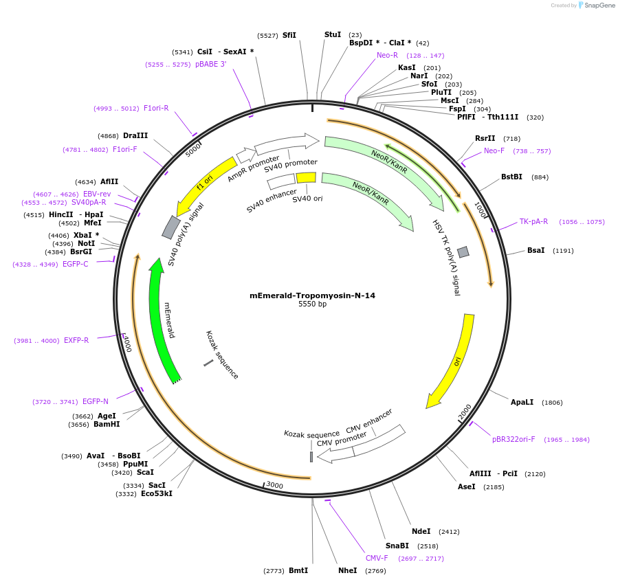 54290-plasmid-map-sequence-id-393315