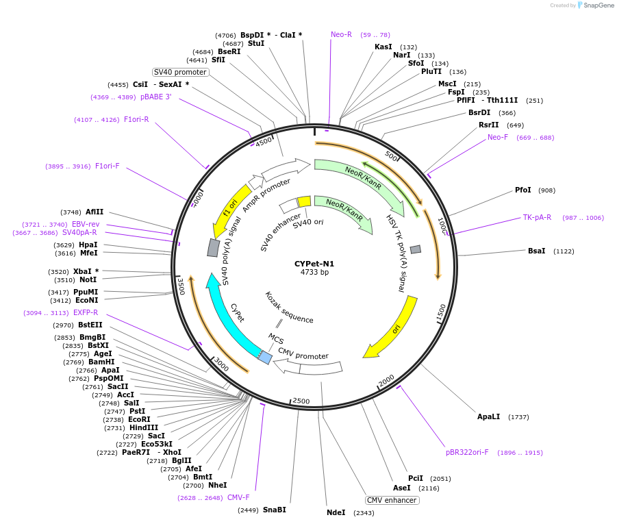 54638-plasmid-map-sequence-id-393316