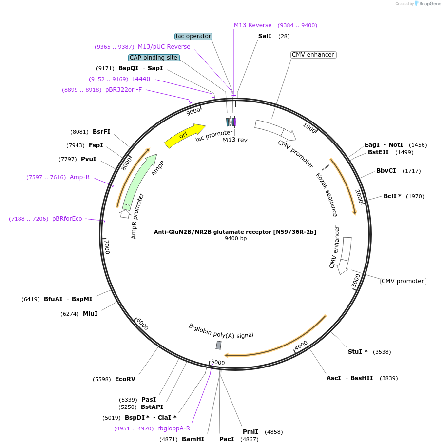 199418-plasmid-map-sequence-id-393317