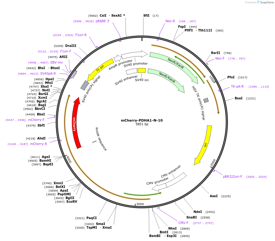 55118-plasmid-map-sequence-id-393319
