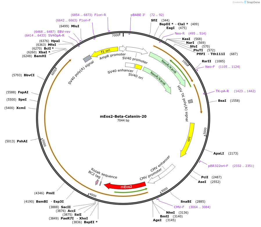 57350-plasmid-map-sequence-id-393321
