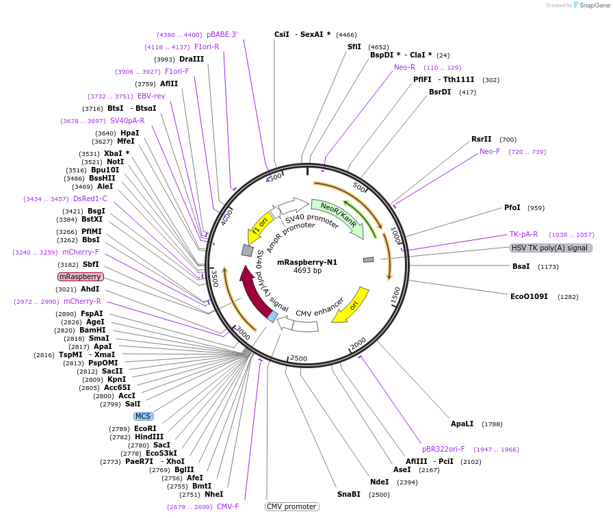 54645-plasmid-map-sequence-id-393322