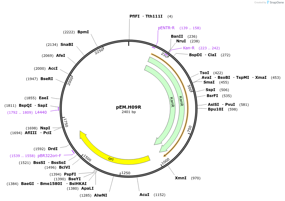 198681-plasmid-map-sequence-id-393323