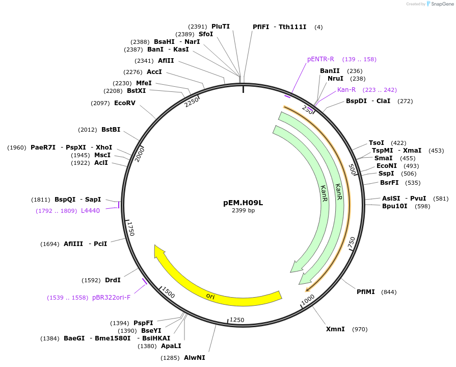 198682-plasmid-map-sequence-id-393324