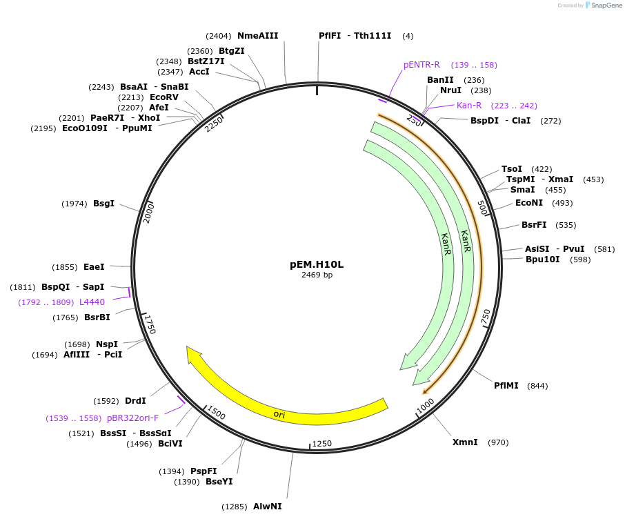 198683-plasmid-map-sequence-id-393326
