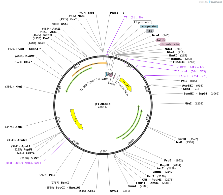 37277-plasmid-map-sequence-id-393332
