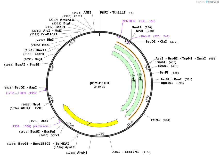 198684-plasmid-map-sequence-id-393333