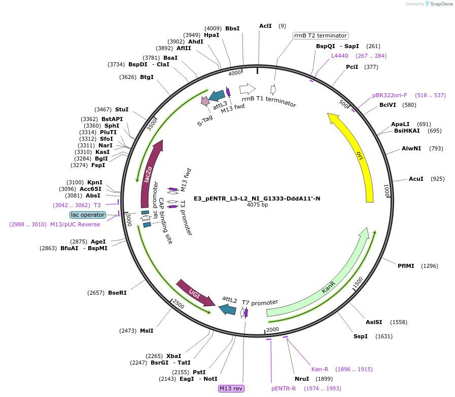 199803-plasmid-map-sequence-id-393335