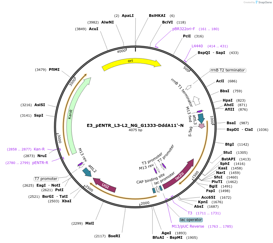 199802-plasmid-map-sequence-id-393336