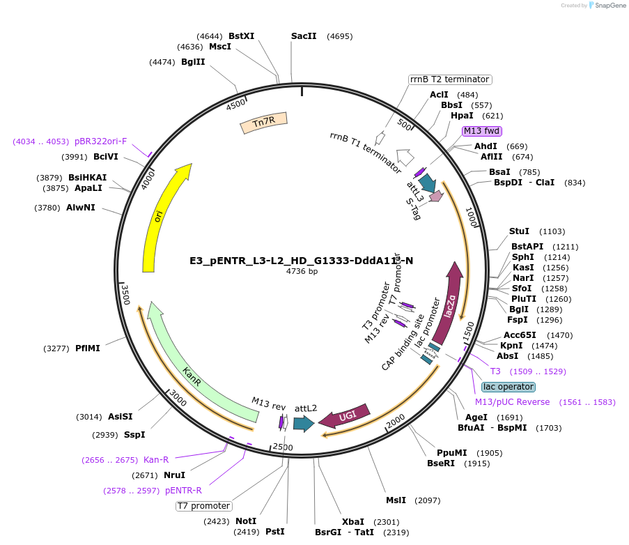 199801-plasmid-map-sequence-id-393337