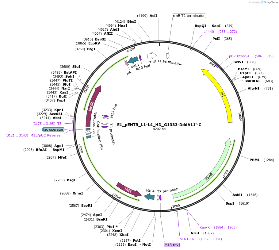199797-plasmid-map-sequence-id-393339