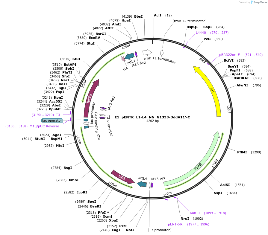 199800-plasmid-map-sequence-id-393342