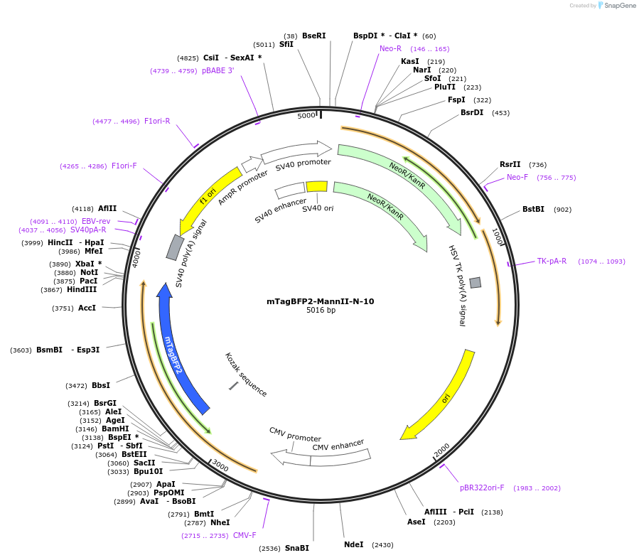 55309-plasmid-map-sequence-id-393372