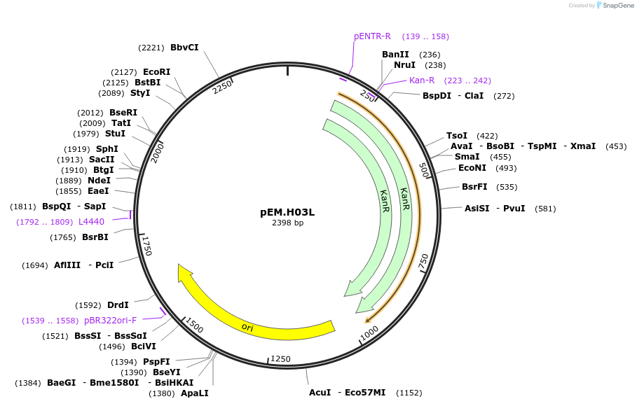 198669-plasmid-map-sequence-id-393392
