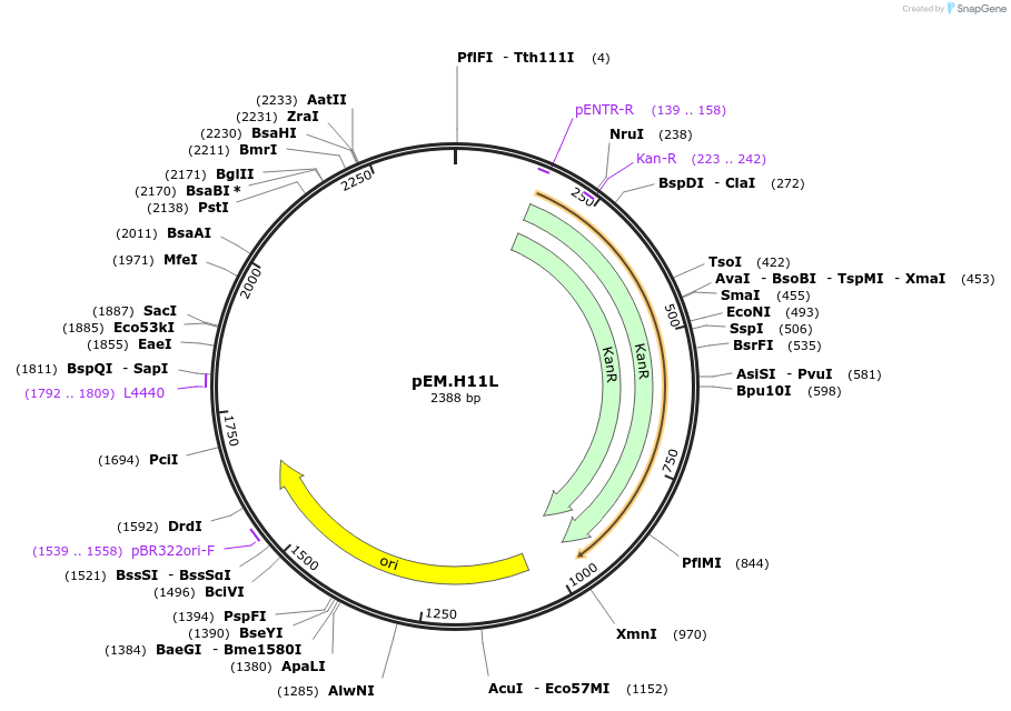 198685-plasmid-map-sequence-id-393393