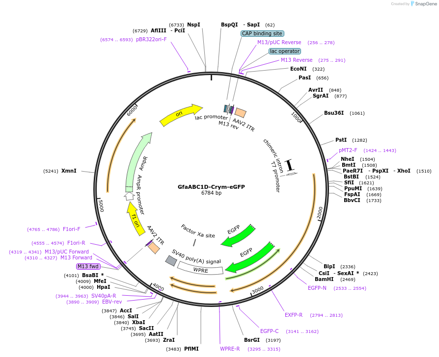 200080-plasmid-map-sequence-id-393402