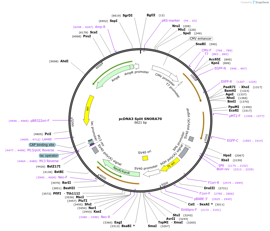 200644-plasmid-map-sequence-id-393407