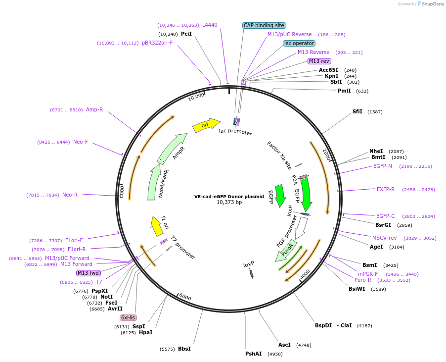 92309-plasmid-map-sequence-id-393408