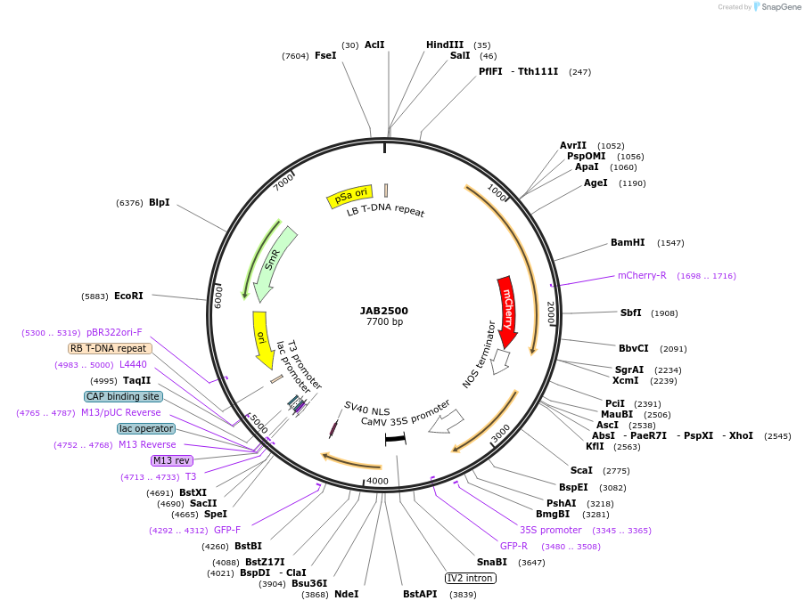 190379-plasmid-map-sequence-id-393423