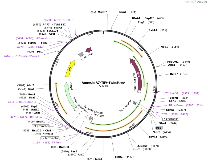 198635-plasmid-map-sequence-id-393449