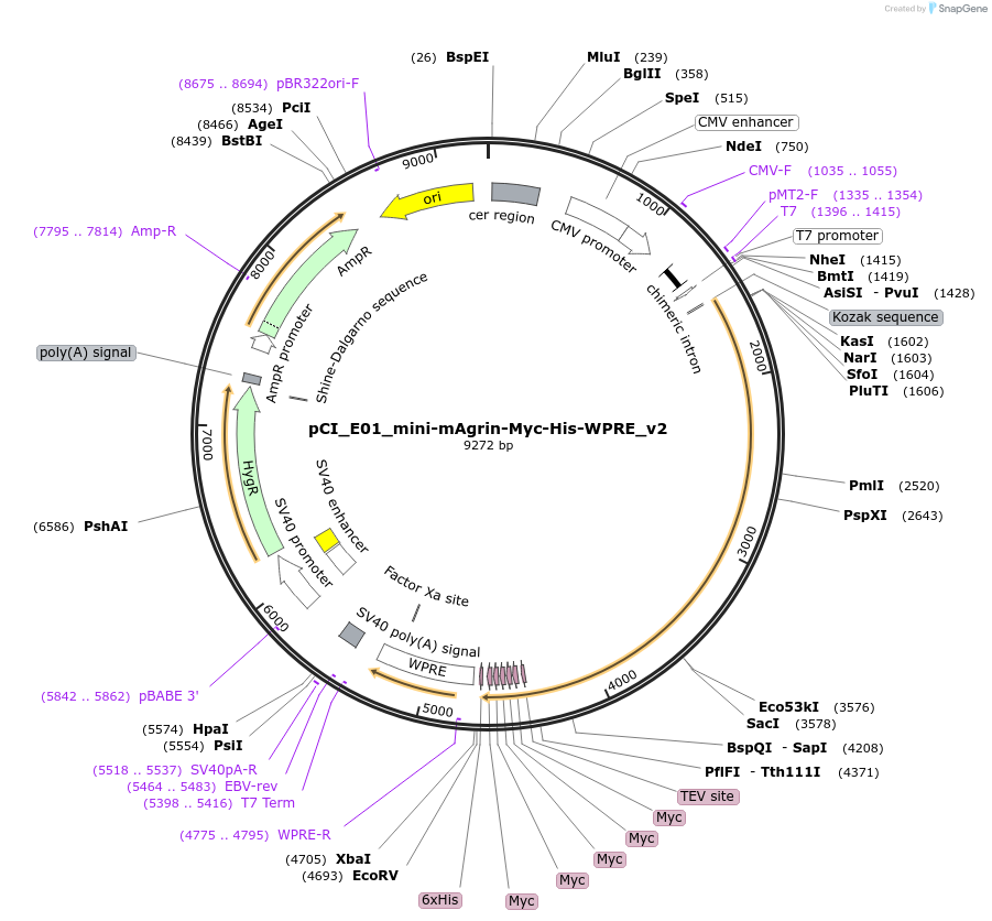 198128-plasmid-map-sequence-id-393456