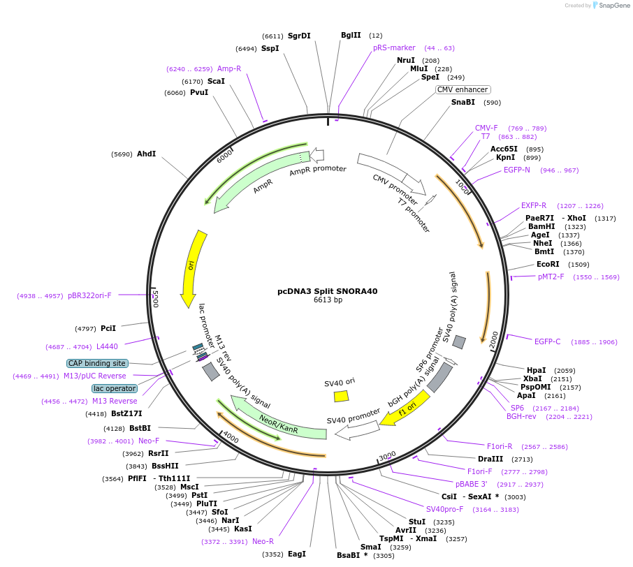 200645-plasmid-map-sequence-id-393459