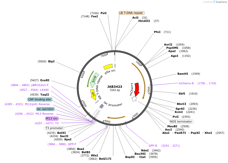190413-plasmid-map-sequence-id-393465
