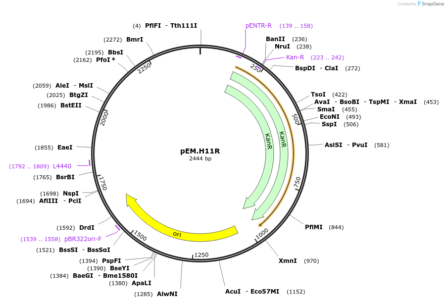 198686-plasmid-map-sequence-id-393469