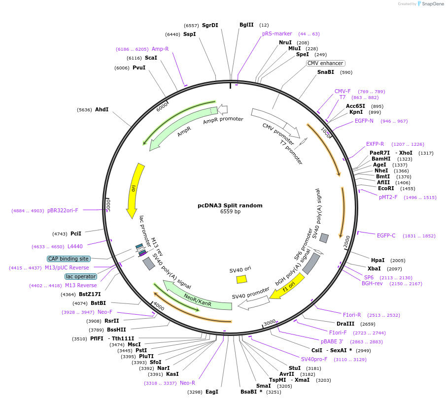 200646-plasmid-map-sequence-id-393474