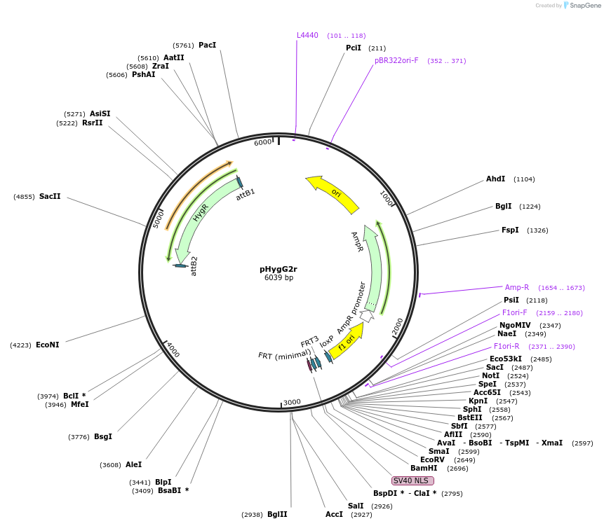 200069-plasmid-map-sequence-id-393480