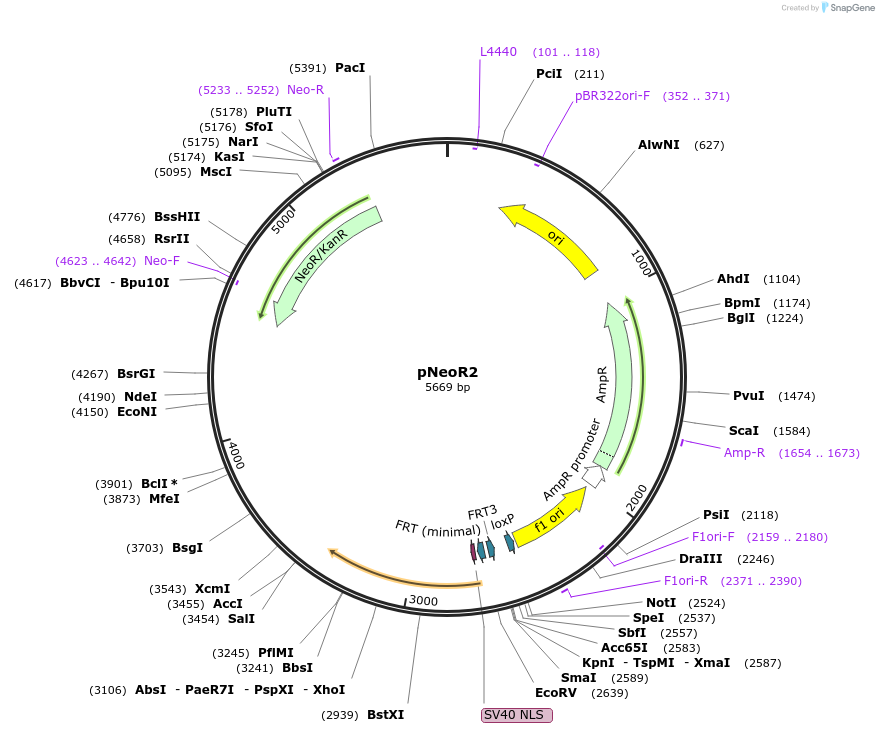 200223-plasmid-map-sequence-id-393485