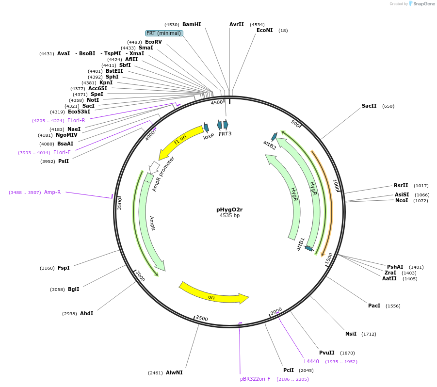 200079-plasmid-map-sequence-id-393486