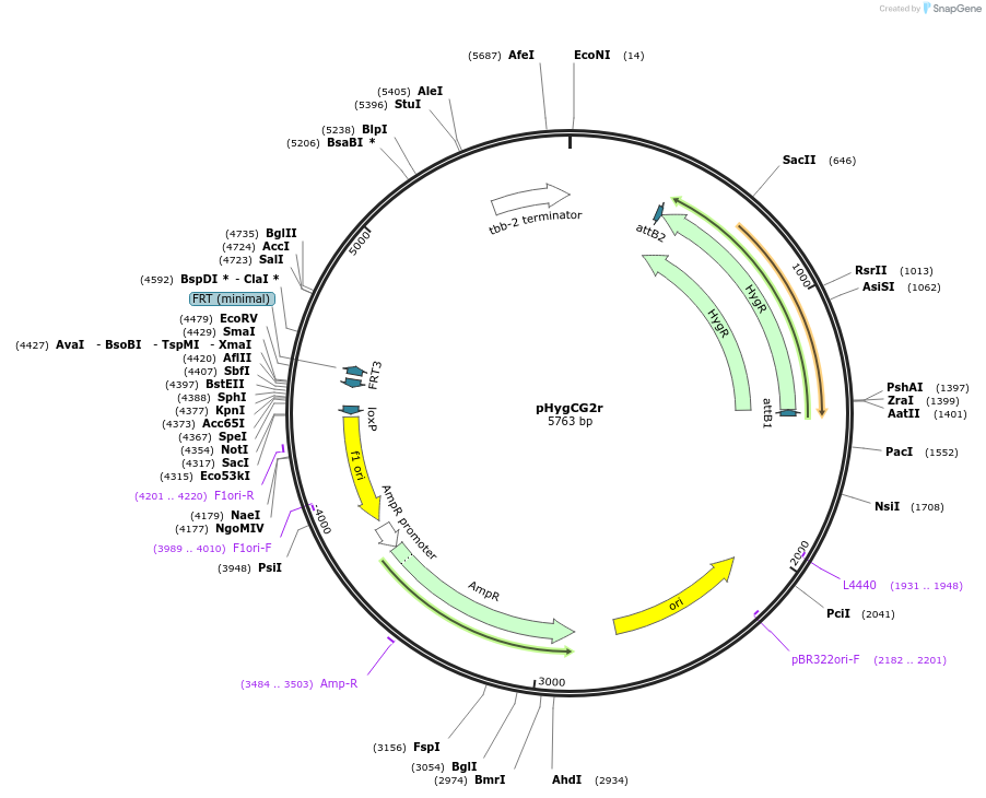 200074-plasmid-map-sequence-id-393492