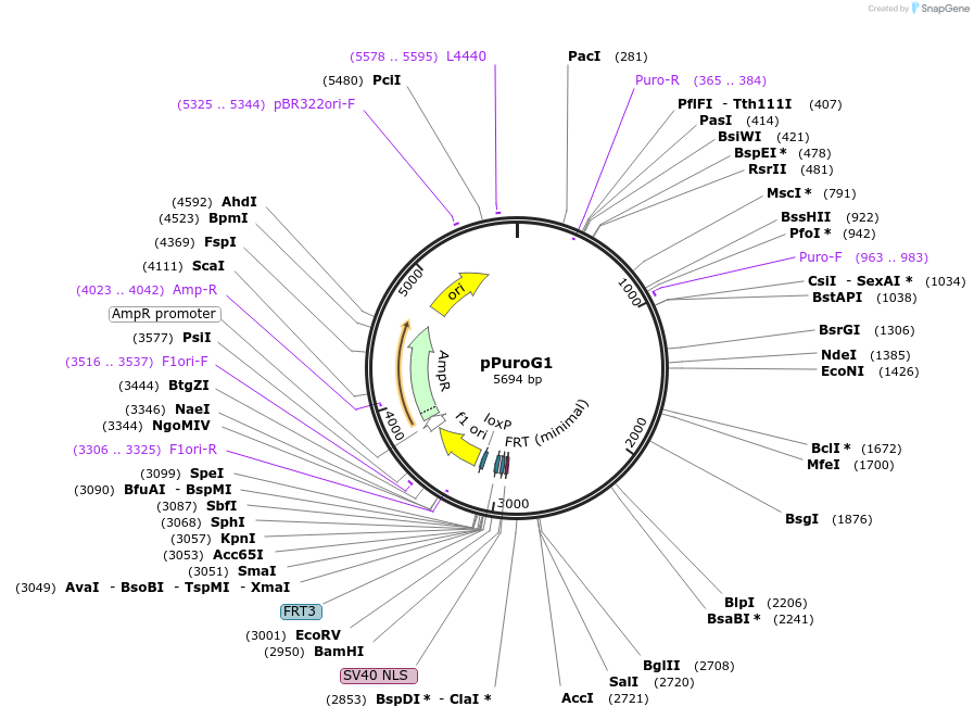 200224-plasmid-map-sequence-id-393494